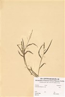 藏品(芒稷)的圖片